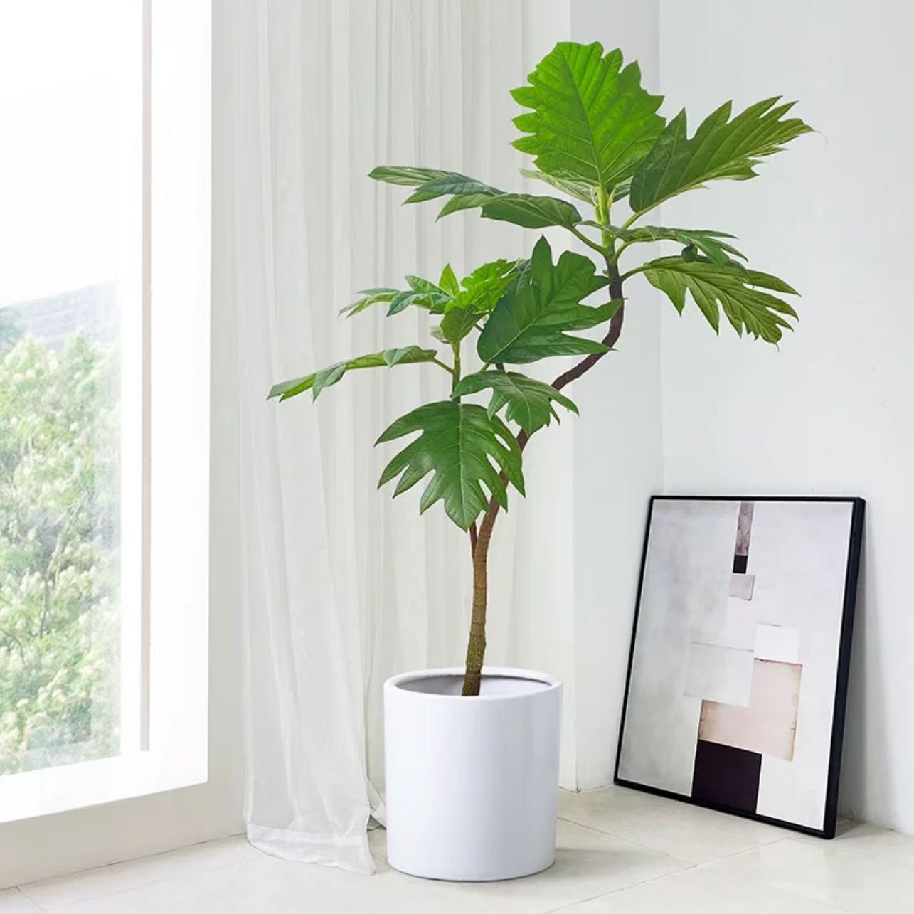 大型面包树盆栽家庭绿植室内客厅办公室四季好养网红植物造景落地