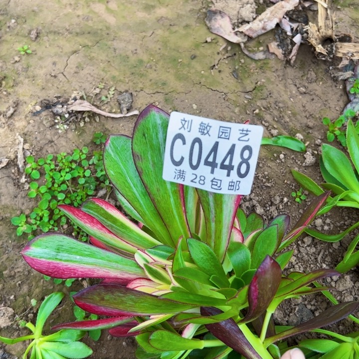 无根冰淇淋花脸法师0448