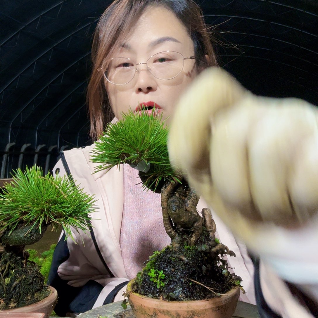 用***3完全开放三河黑松盆景