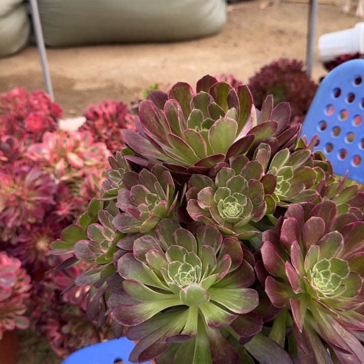 花好月又圆0420-93