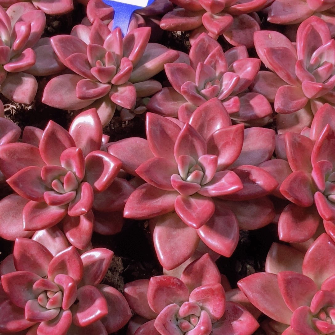 量拍17号 精品母本赫菲斯托单头一个