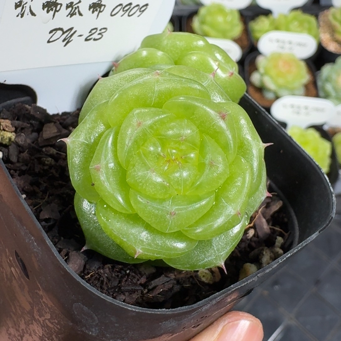 0909-23-无双双头一颗