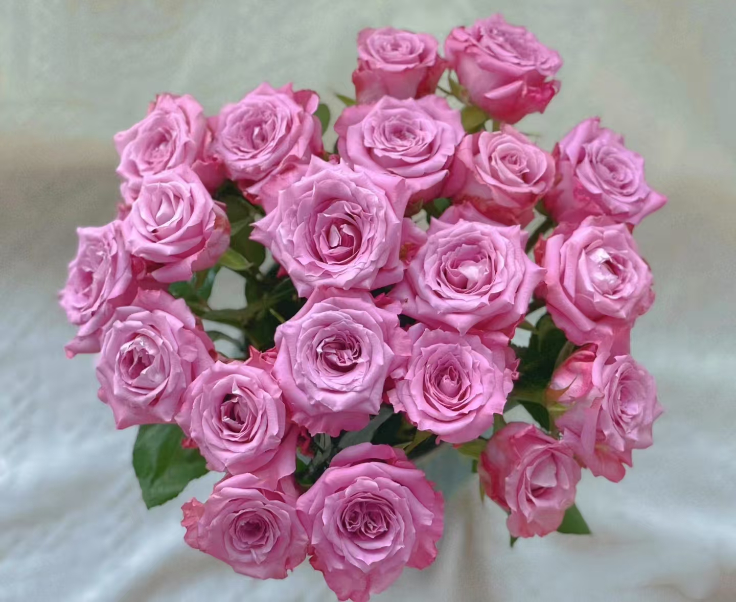 【碧海】单头玫瑰（全场同一地址两单顺丰冷链包邮噢~）