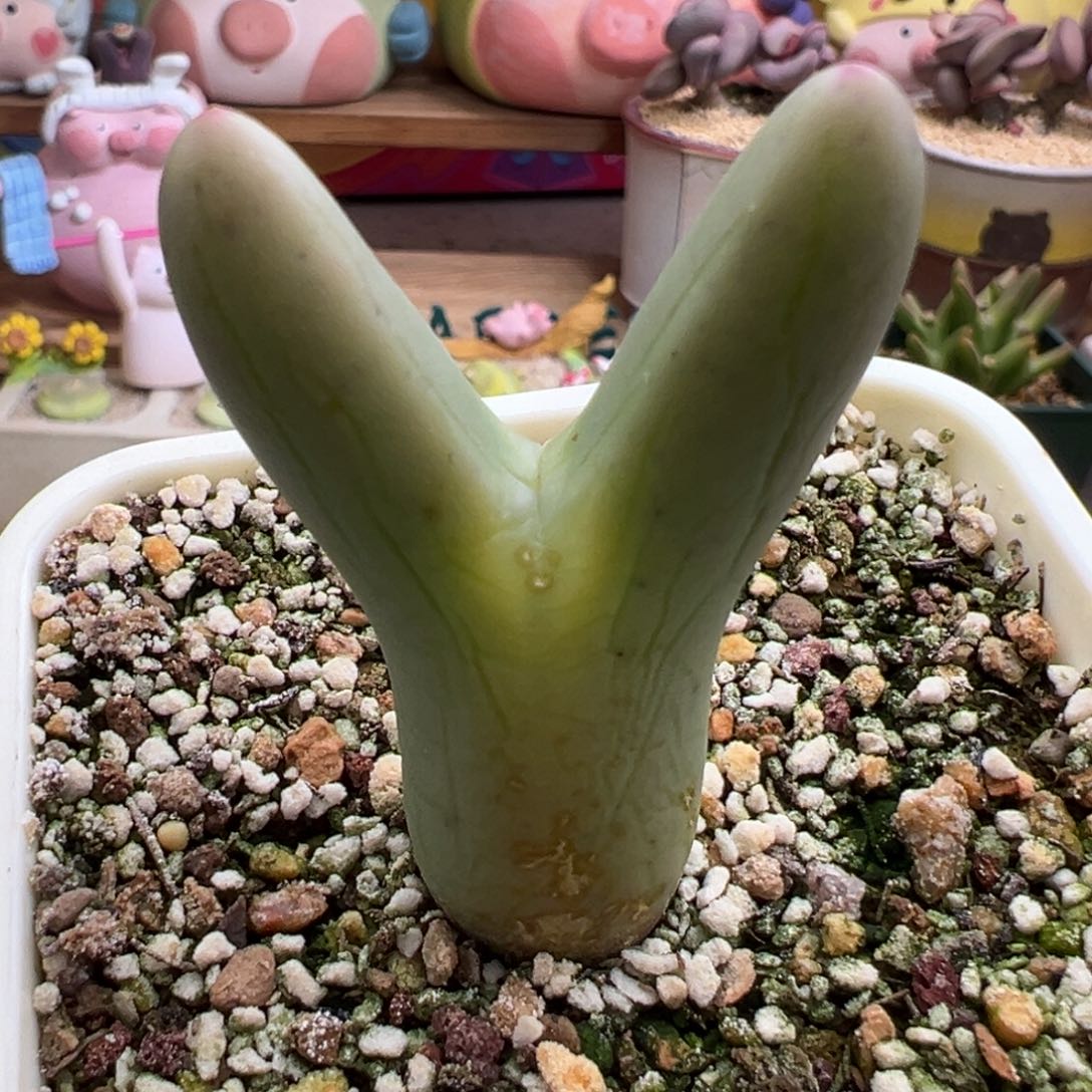 758。0136尖耳皮卡丘。巨型