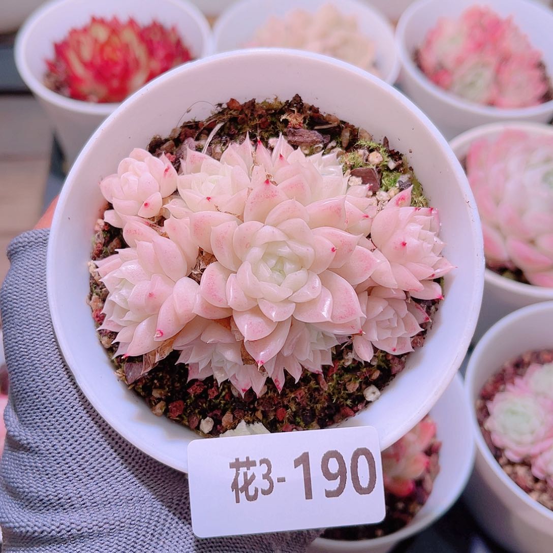 花03-190麦秆群生