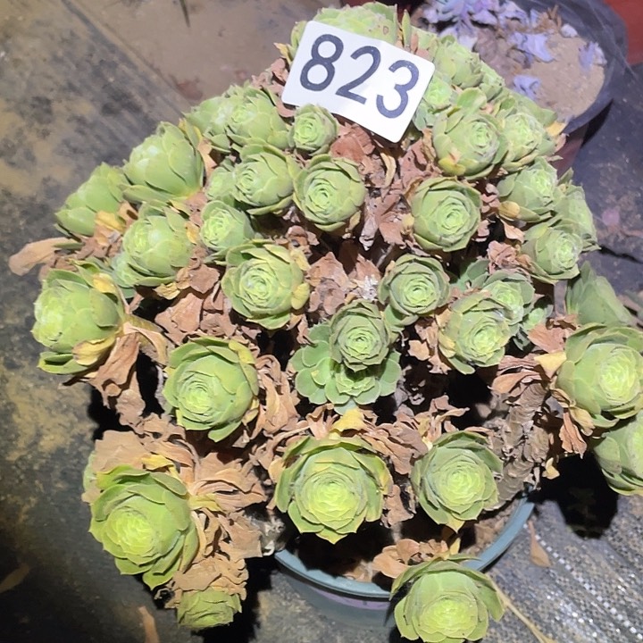 多肉植物法师823绿杨蓉