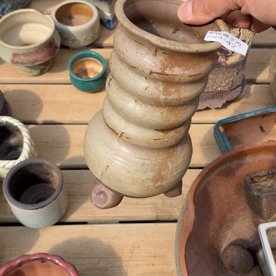 红陶橙**贝42号多肉盆一个呀