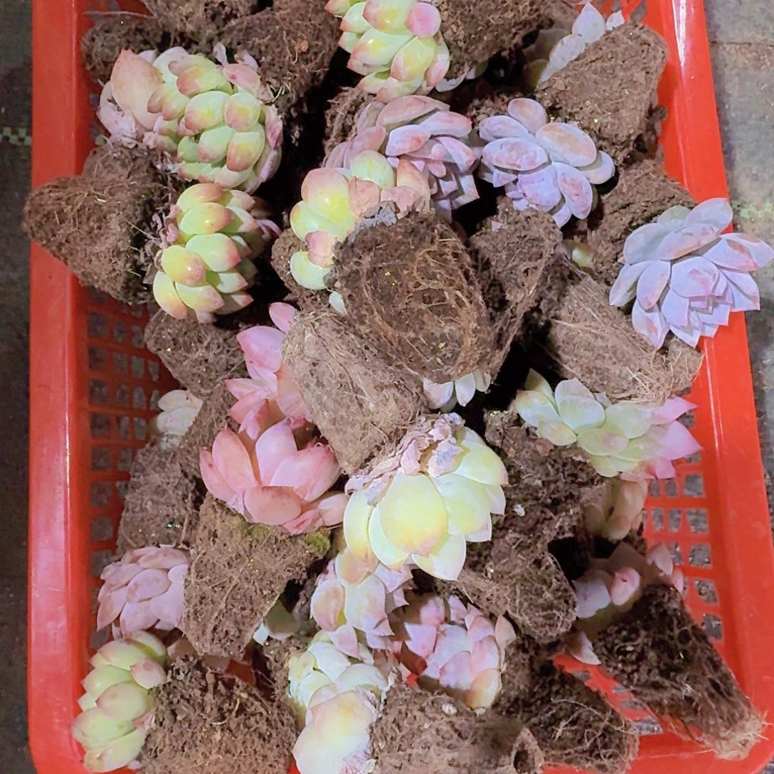 ?****?精品福利多肉植物