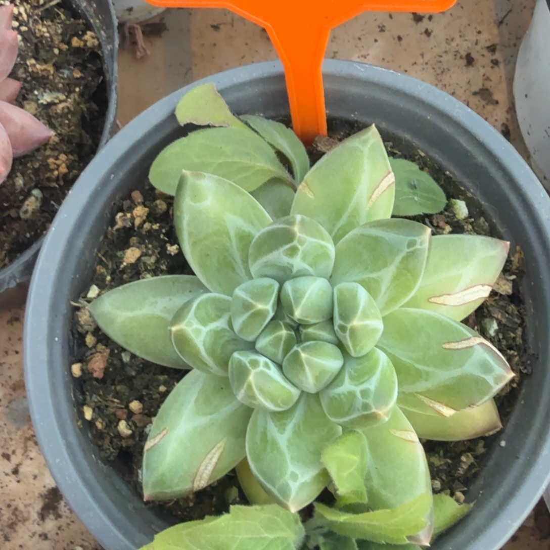 青花瓷一物一拍473