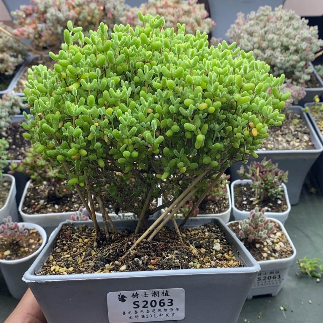 观*2063蜜橘糖球枝干多肉