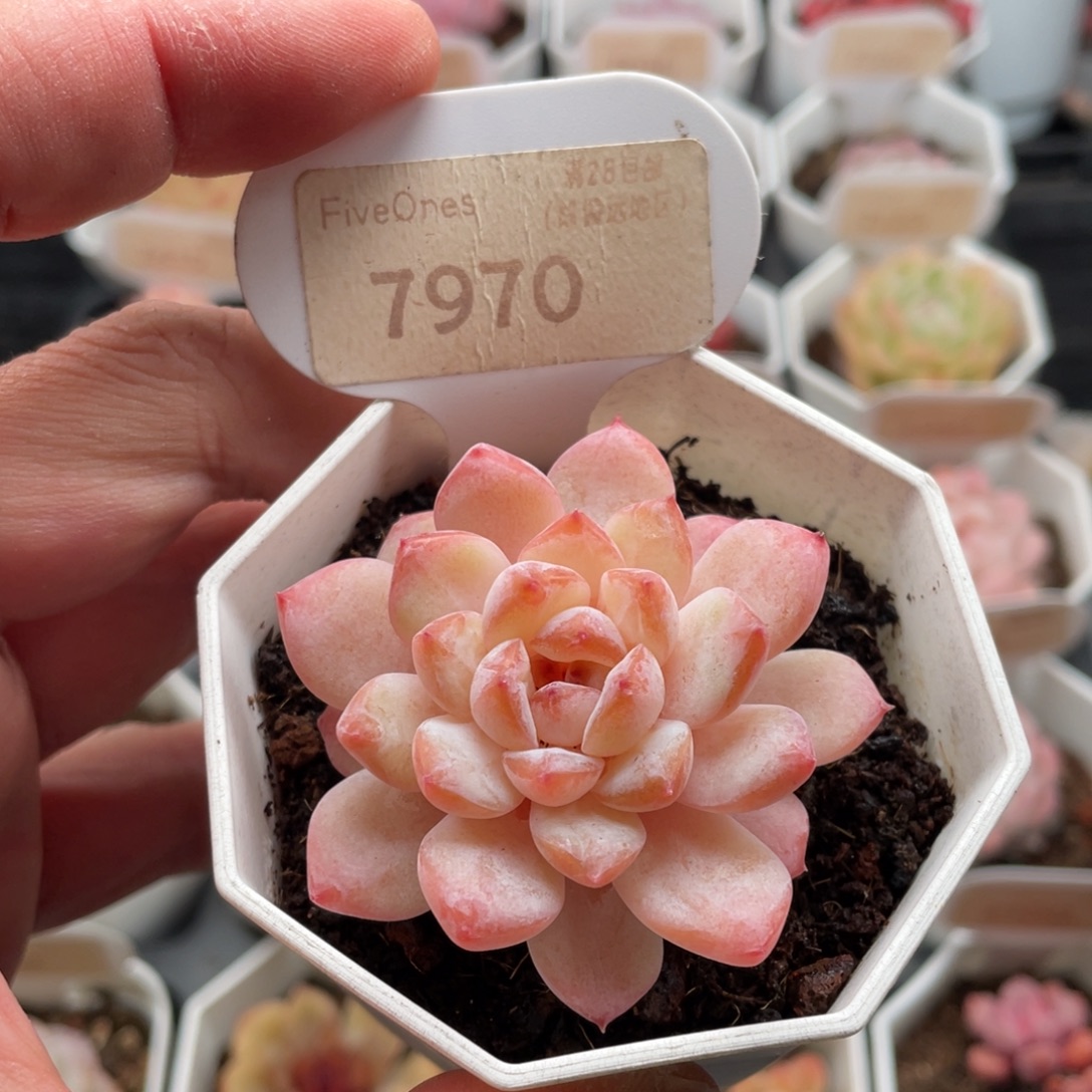 冰葡萄7970-5.5厘米