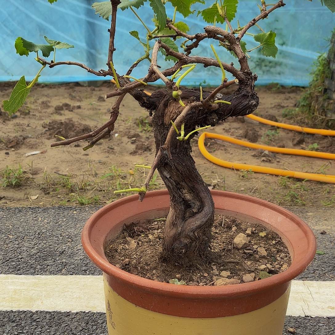 完全开放葡萄盆景盆栽植物