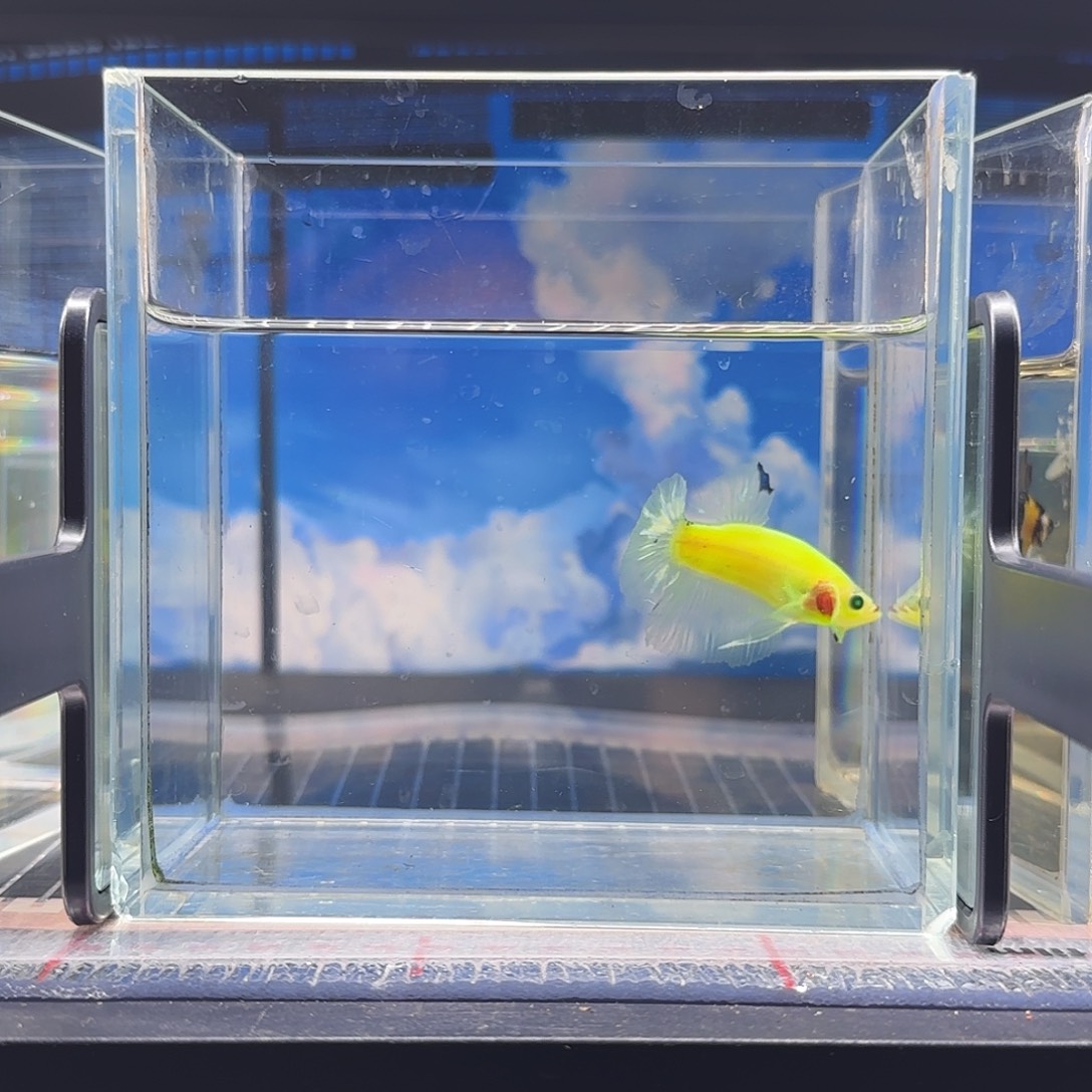 斗鱼精品高品质vip萤火虫