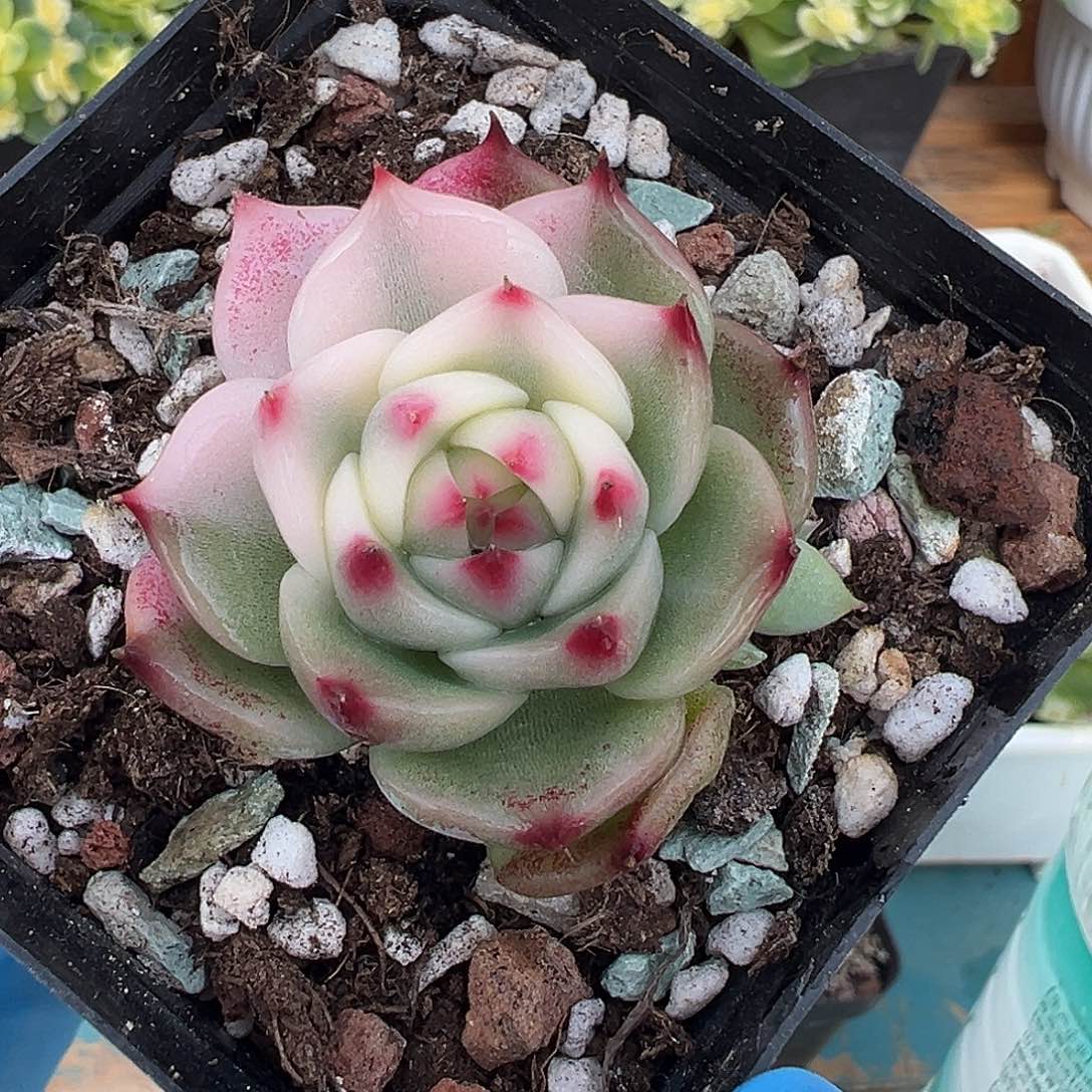 吉娃娃锦，半覆轮锦