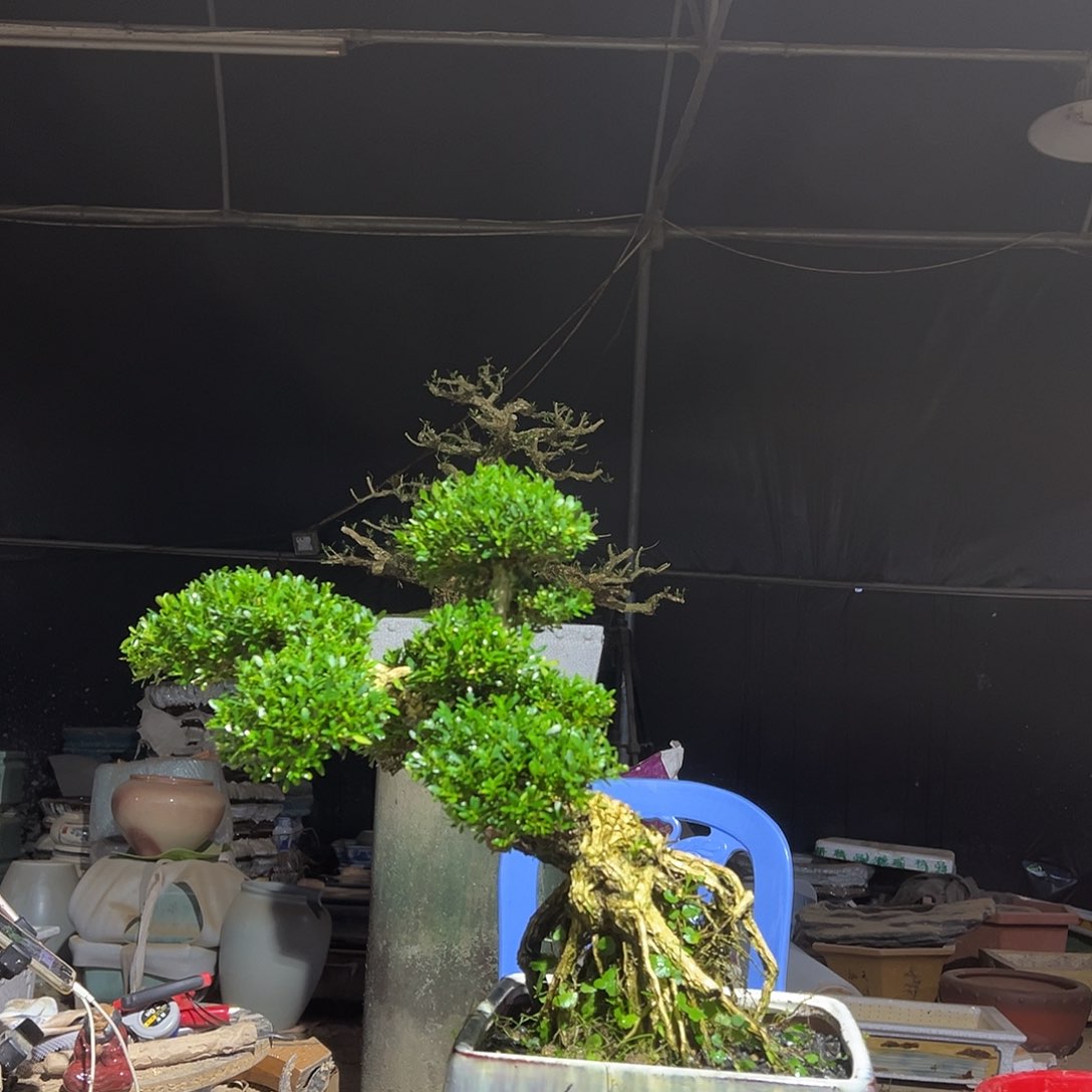 无花朵广东雀舌黄杨盆景