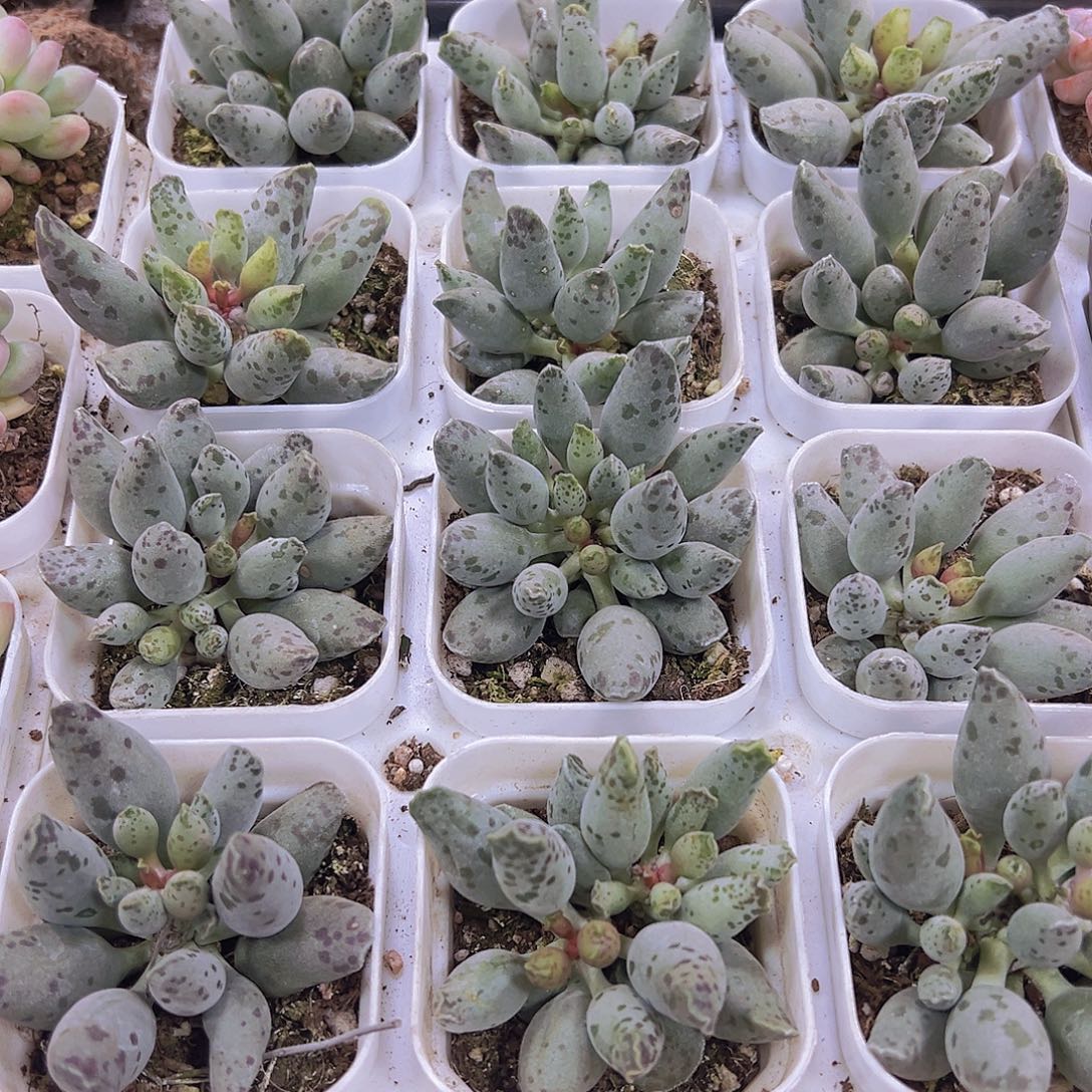 大海豹19包邮多肉哦哦