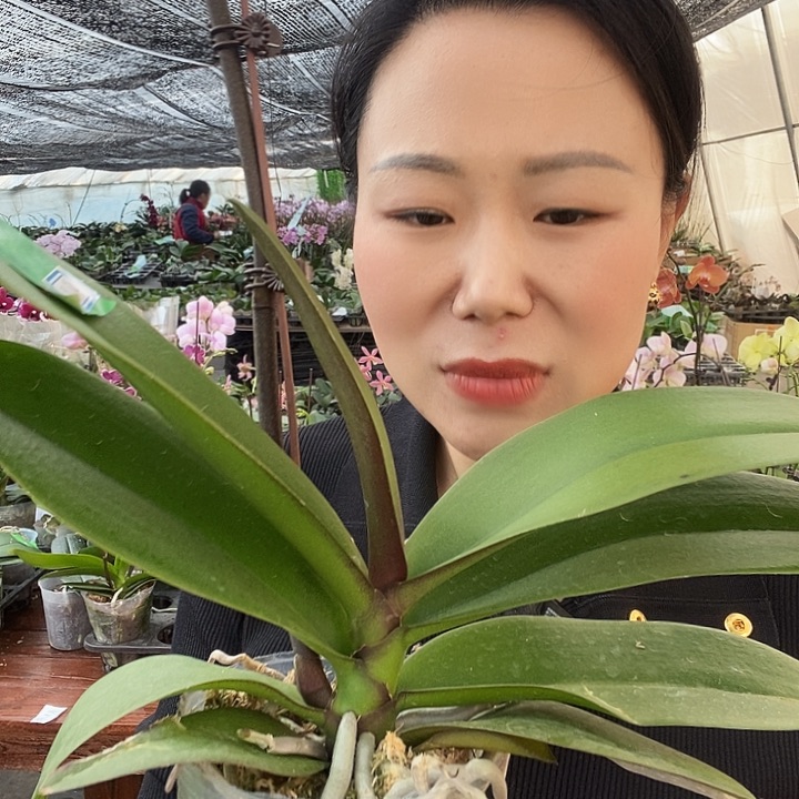 无花朵黄桃之梦蝴蝶兰