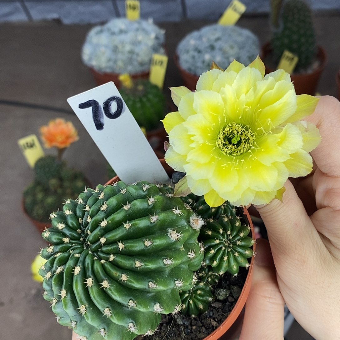 琳***姐青萤丽花仙人球球