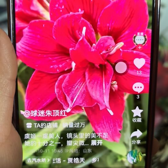 当前无花栽培后可以开花虞姬6厘米裸根球3棵