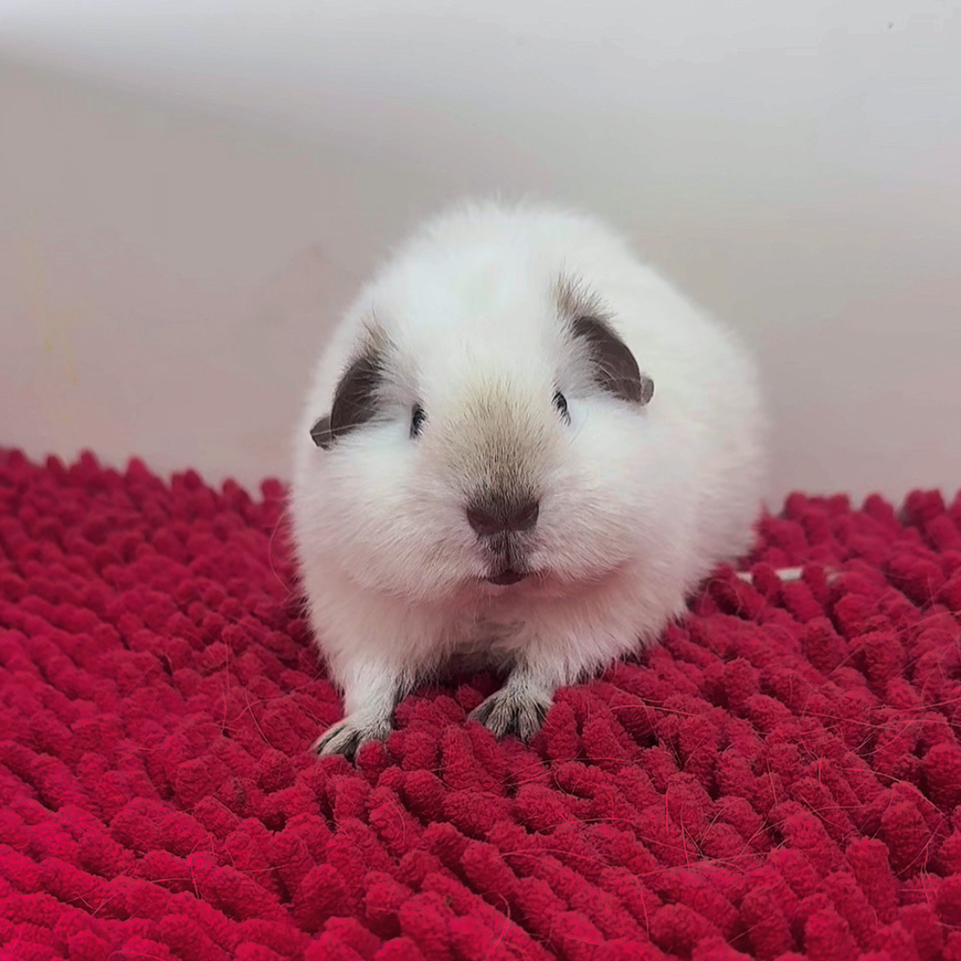 白泰加荷兰猪豚鼠弟弟重点色全到位