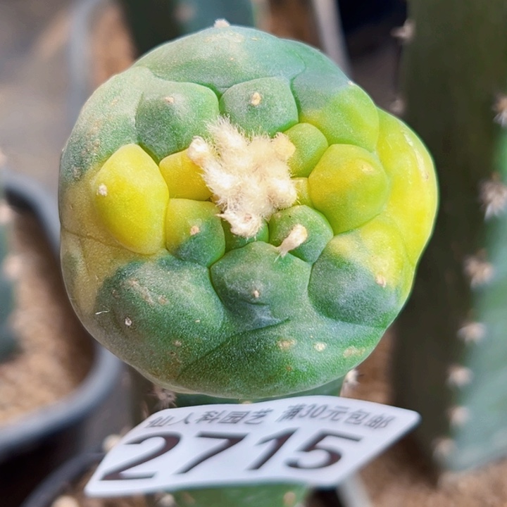 福利大优仙锦2715