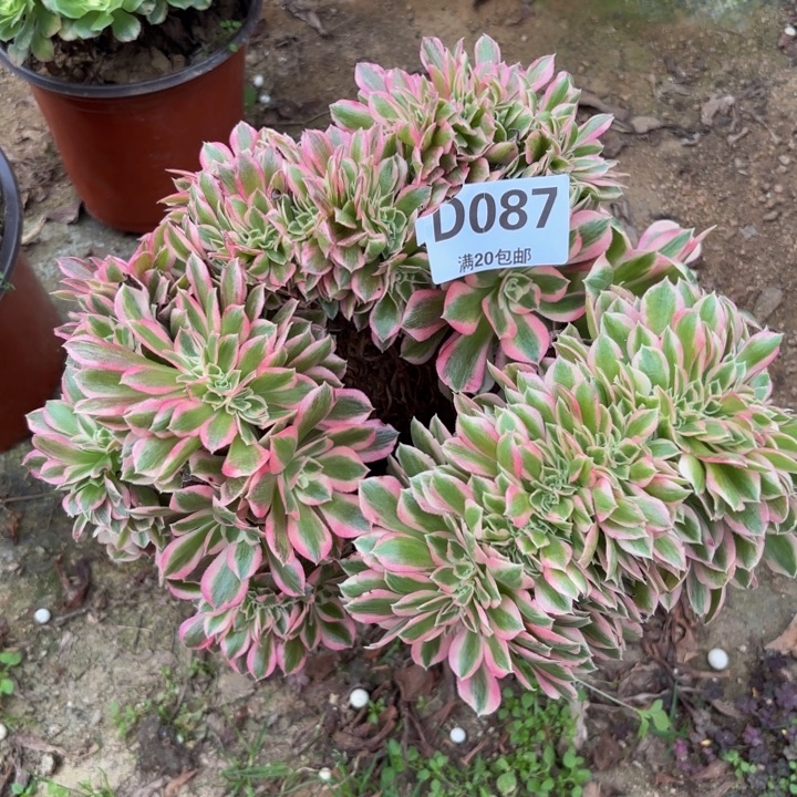 瑞妈多肉植物087.