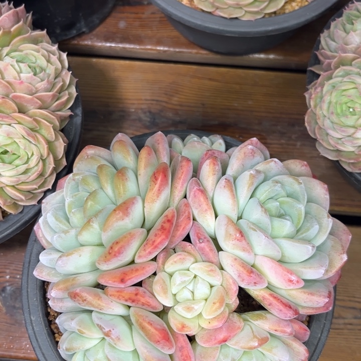 H***Q一物一拍，冰玉多肉