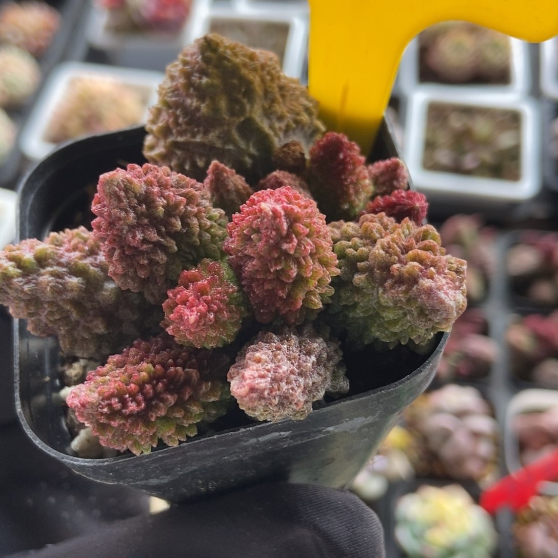 943朱子玉多肉植物保护