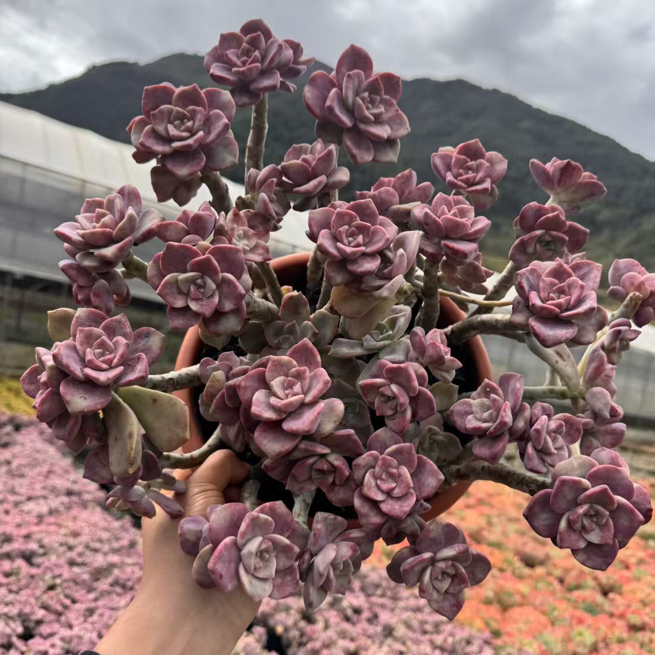 云漫多肉  小叶紫乐 25-30㎝（晾根3-5天发货）