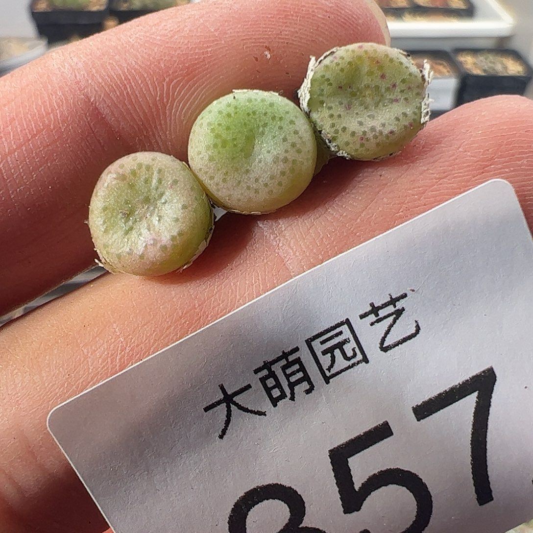 一物一拍SB1197史莱克357