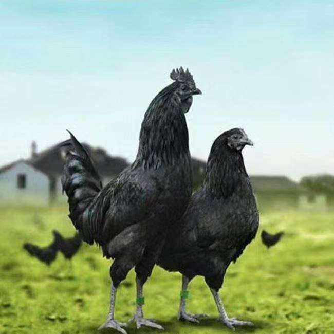 1斤五黑鸡 宠物级 观赏鸡 五黑一绿鸡成都发货