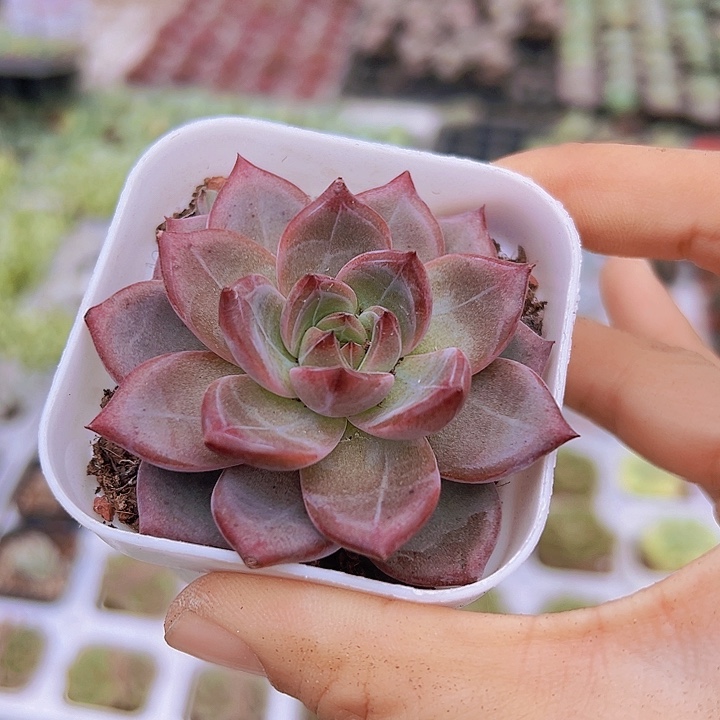 65盆夜魔侠19包邮多肉植物