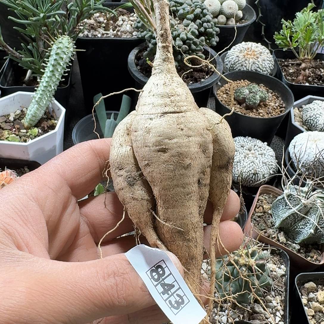 843柳叶麒麟脱土发货