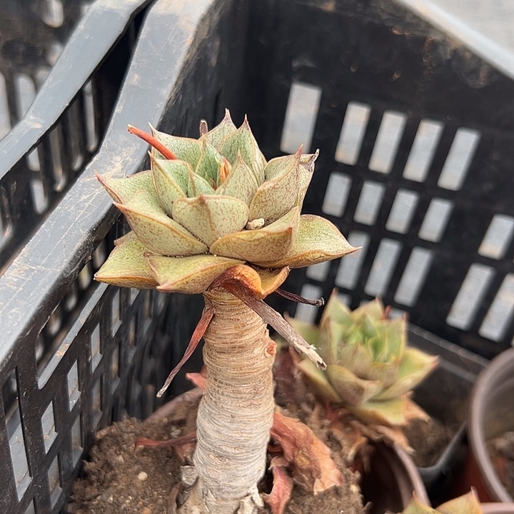 无花朵大和锦。