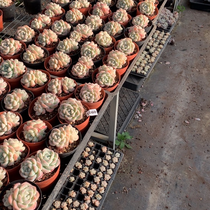 常***️1260一起100冰玉嗯嗯嗯嗯嗯的