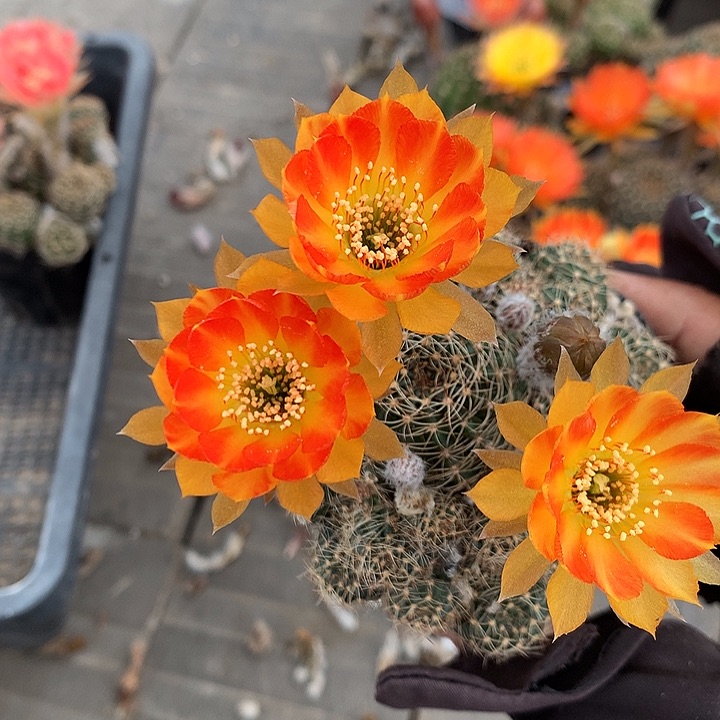 695 侧芽自根丽花6厘米盆群