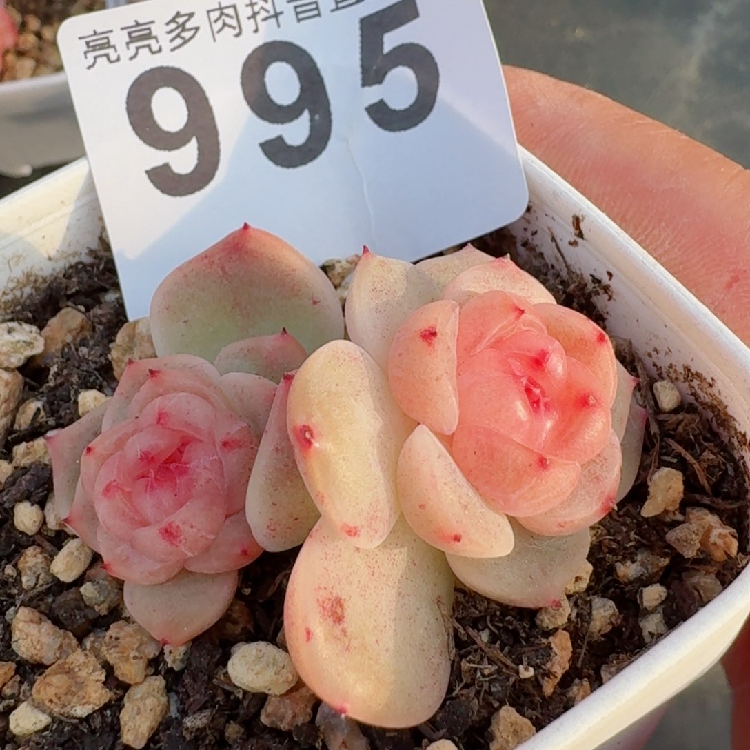 甜心         精品多肉