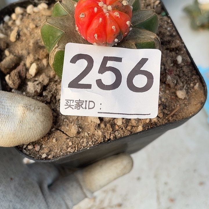 用***2草球嫁接256号红锦豆脱土发货