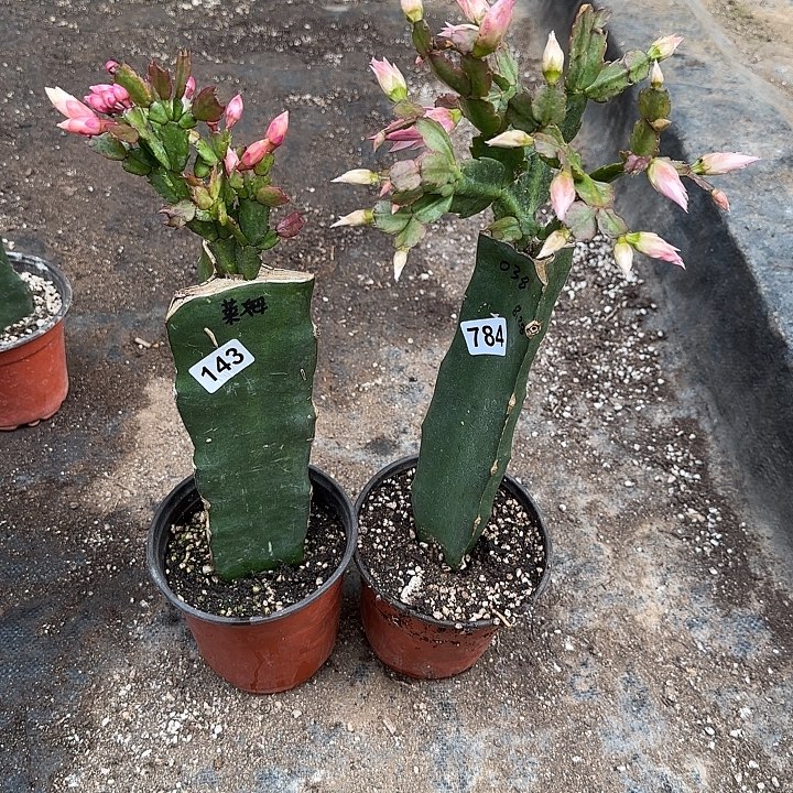এ***ړ143+784嫁接蟹爪兰：莱姆+038