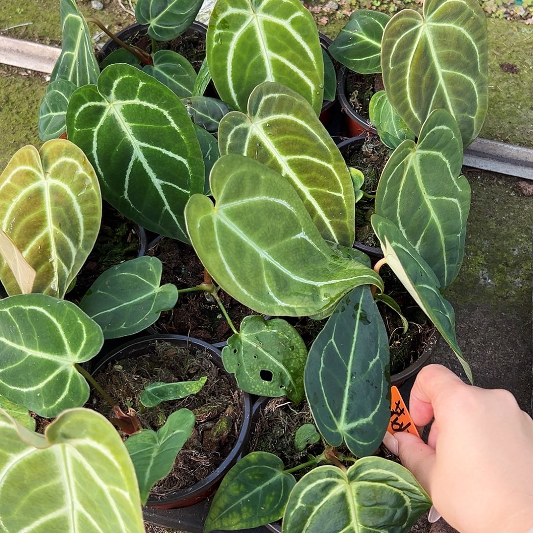 完全开放花烛1不售后随机发货不售后