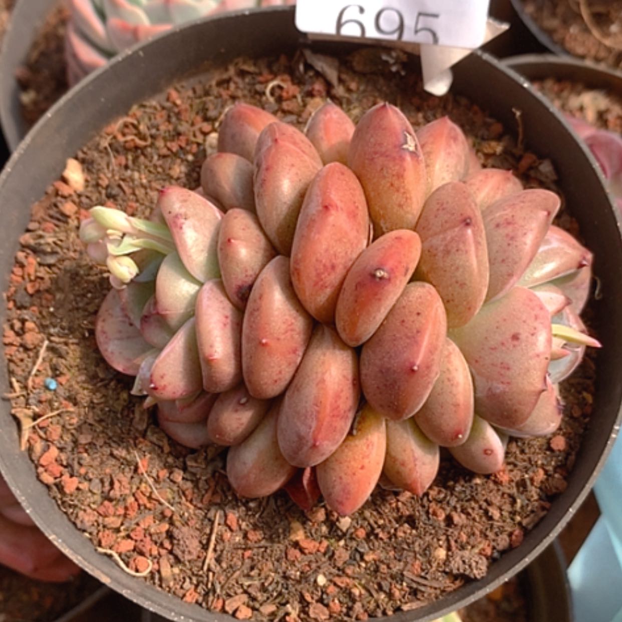 【闪购商品】云695号