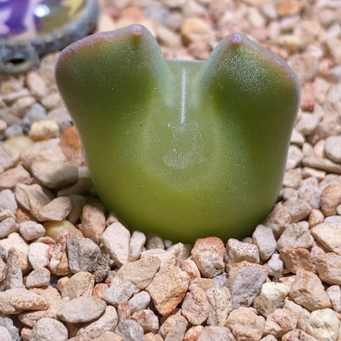 可爱滴空蝉母本福利