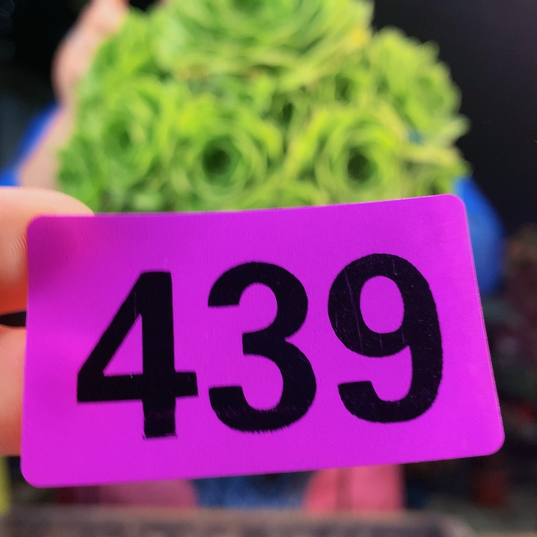 sssssssssssssssssssss439