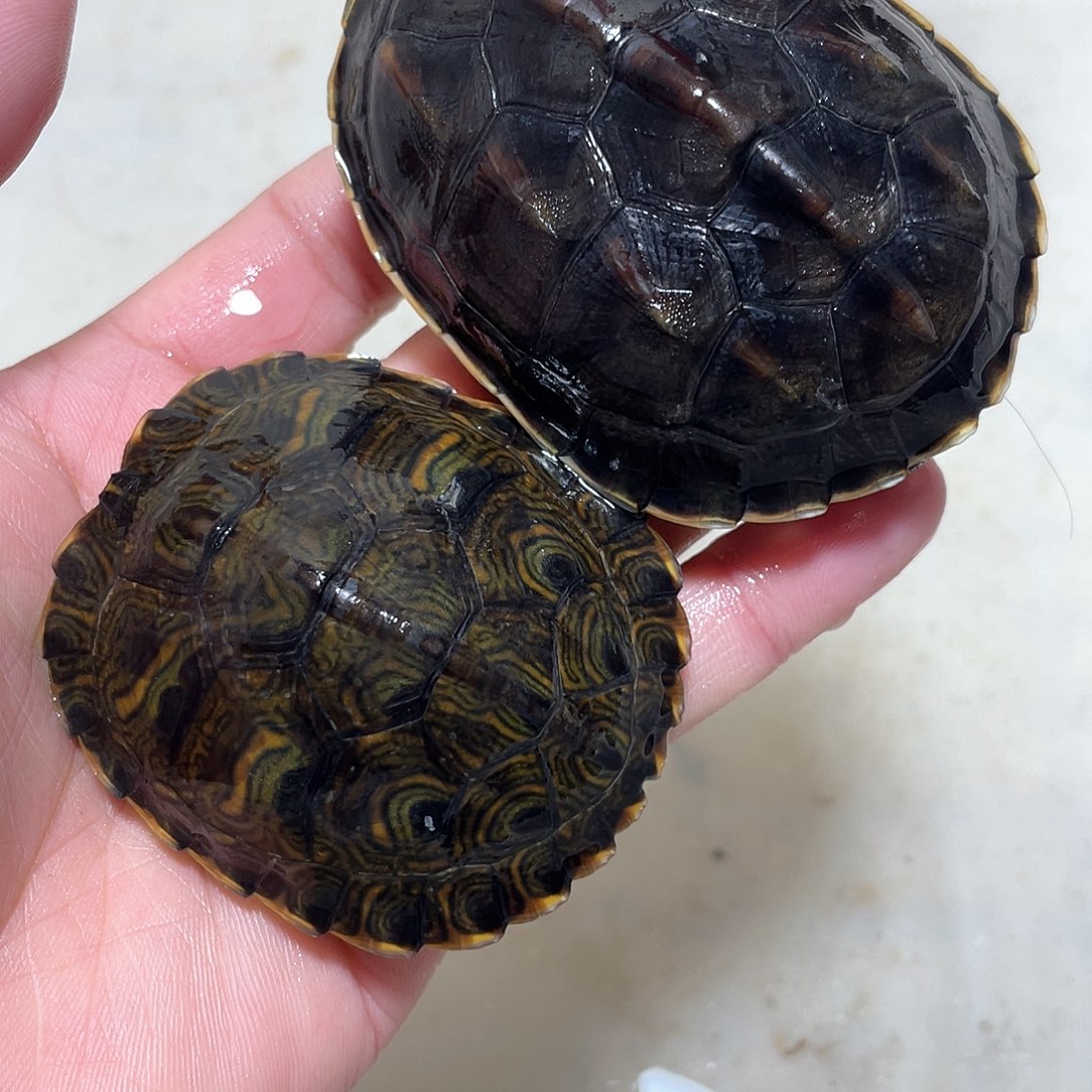 宠物龟不分公母花耳