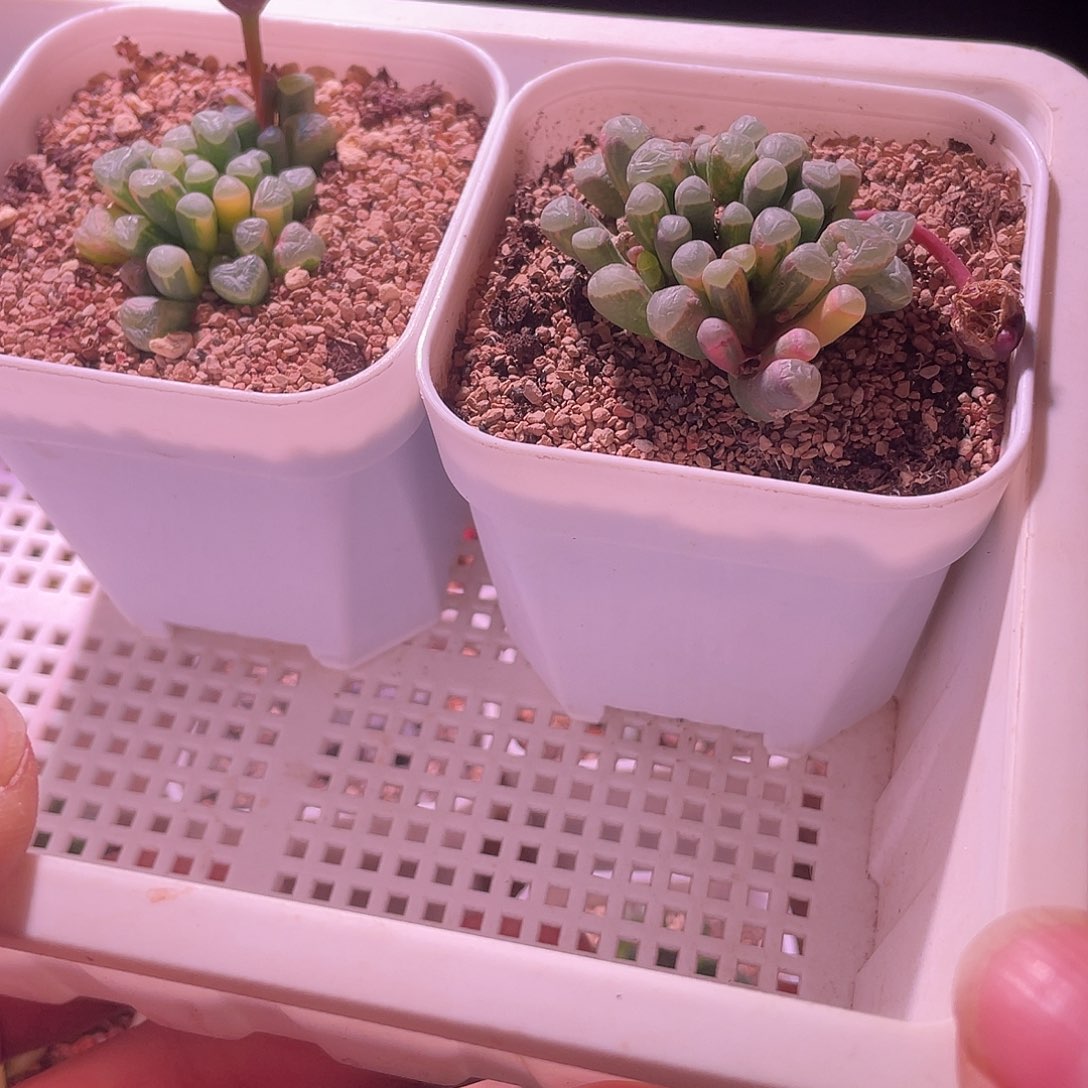 五十玲玉锦特价包邮