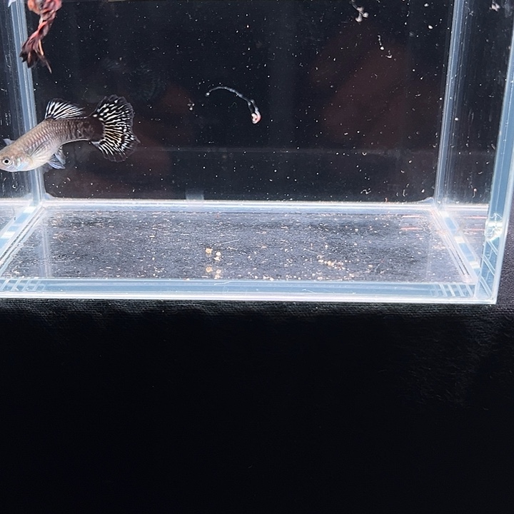 孔雀鱼雪豹半月尾