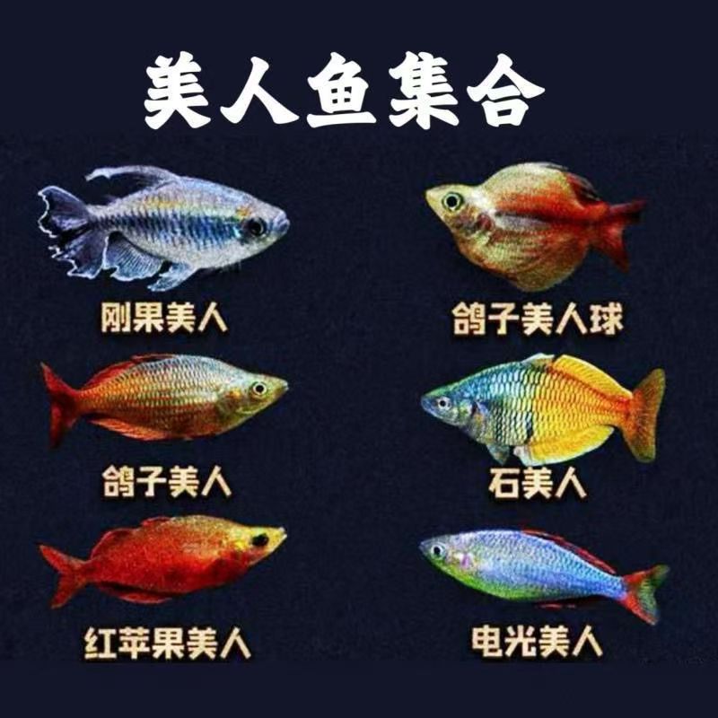 美人鱼观赏鱼石美人刚果美人鱼蓝美人活观赏鱼淡水鱼包邮包损