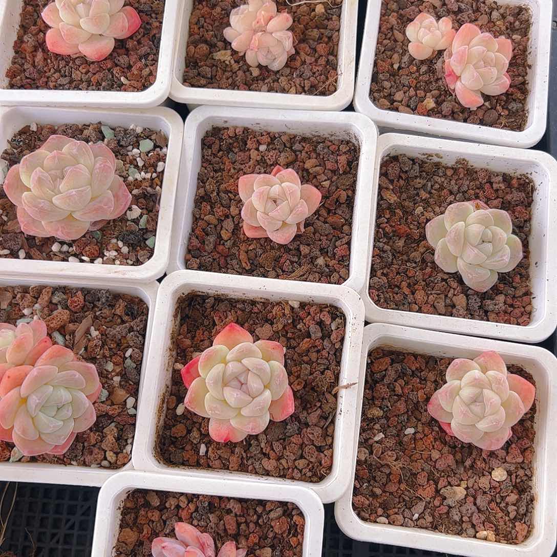 小冰玉十颗565号一物一拍