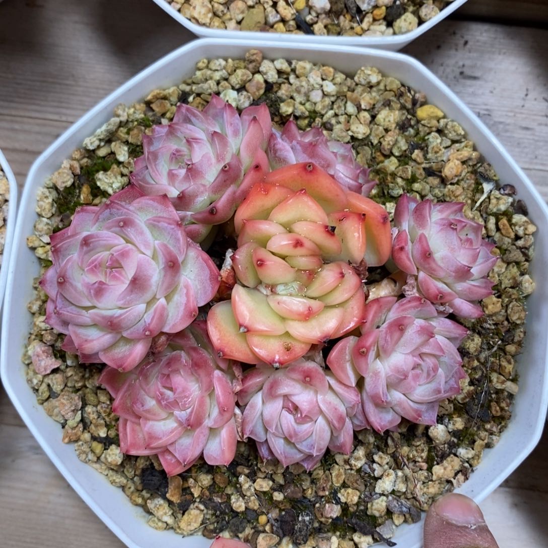 健健康康快快乐乐满多肉植物