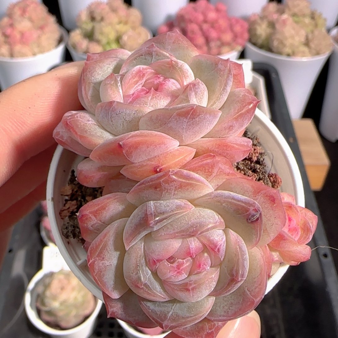 多肉0103-291糖心糖心